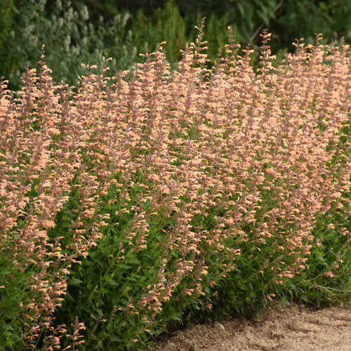 Proven Winners Meant to Bee® 'Queen Nectarine' (Anise Hyssop) Agastache Quart