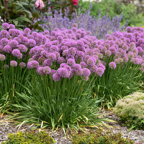 Proven Winners 'Serendipity' Allium Quart