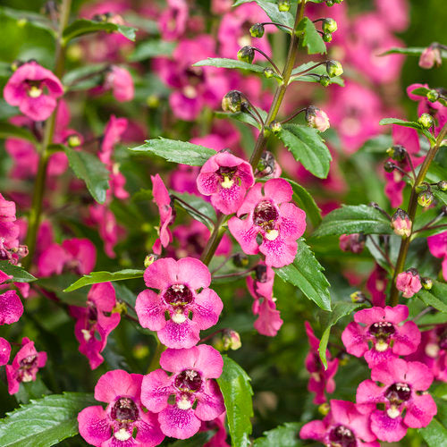 Proven Winners Angelface® Perfectly Pink (Summer Snapdragon)