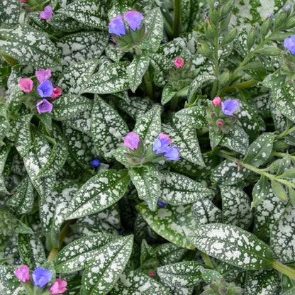 Proven Winners 'Pink-a-Blue' Pulmonaria (Lungwort) Quart