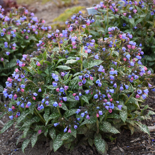 Proven Winners 'Pink-a-Blue' Pulmonaria (Lungwort) Quart