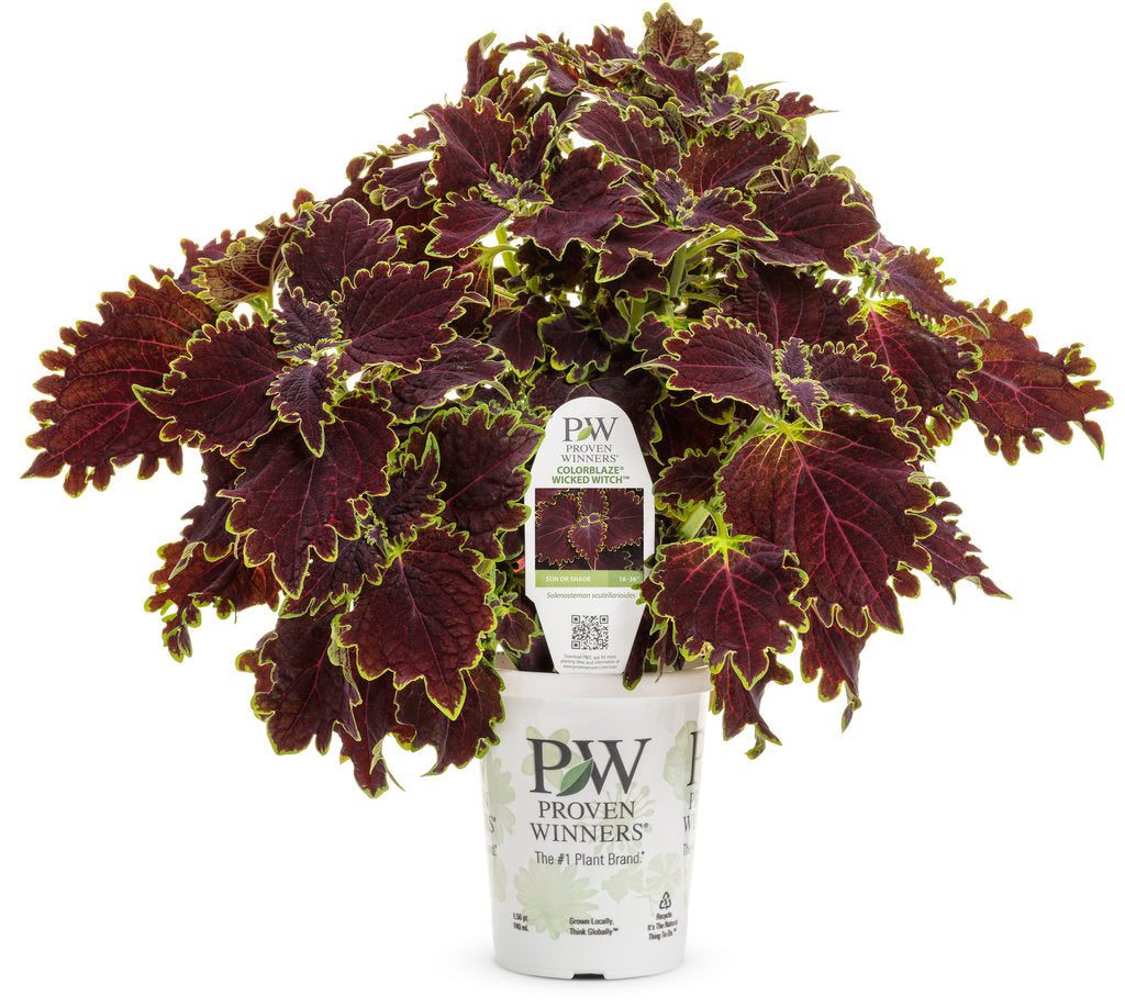 Proven Winners Colorblaze Wicked Witch Coleus
